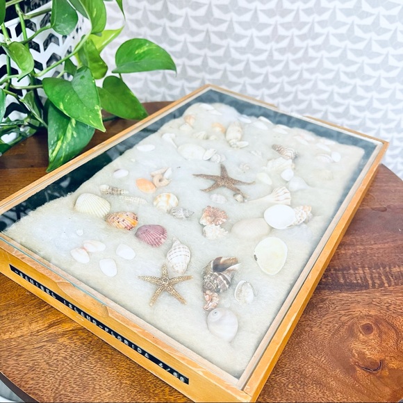 Vintage ‘68 Seashell Collection Sanibel Florida Shadowbox Display
